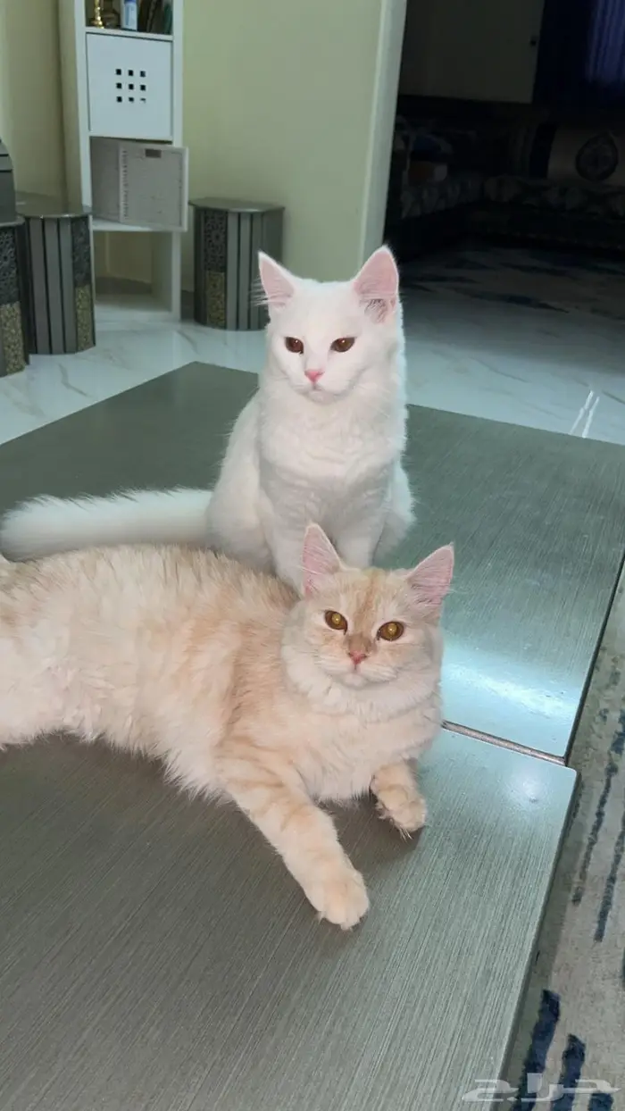 (للتبني) قطتين شيرازية بعمر 8 شهور 22