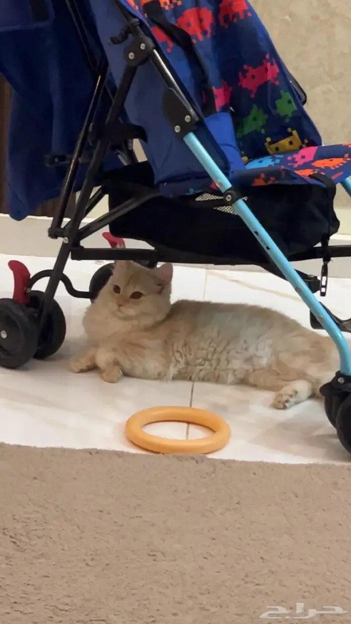 (للتبني) قطتين شيرازية بعمر 8 شهور 13