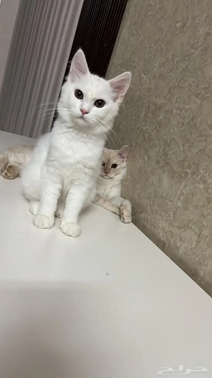 (للتبني) قطتين شيرازية بعمر 8 شهور 28