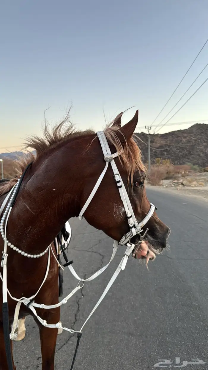 خيل شعبي ينافس الواهو 0