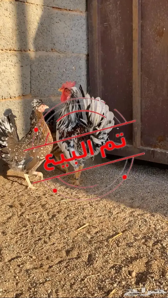 دجاج عربي افرق 0