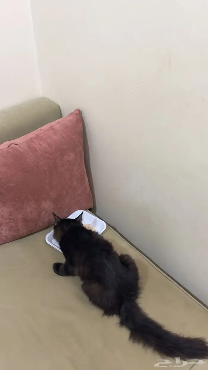 قطو ذكر لعوب عمره 4شهور 0