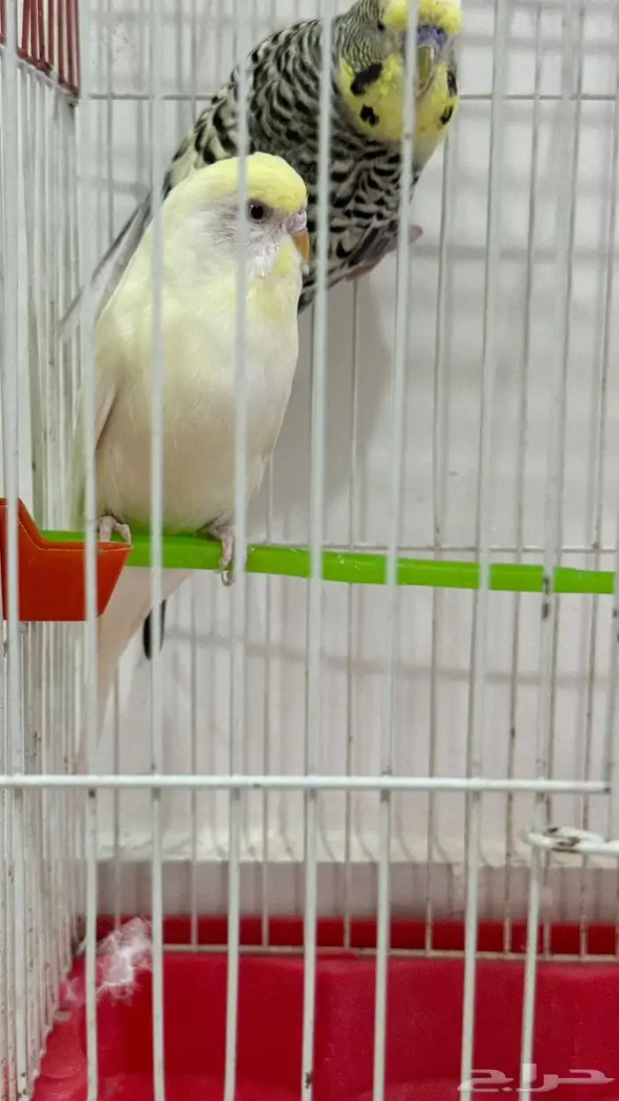 جوز بادجي جرم كبير للبيع . 3