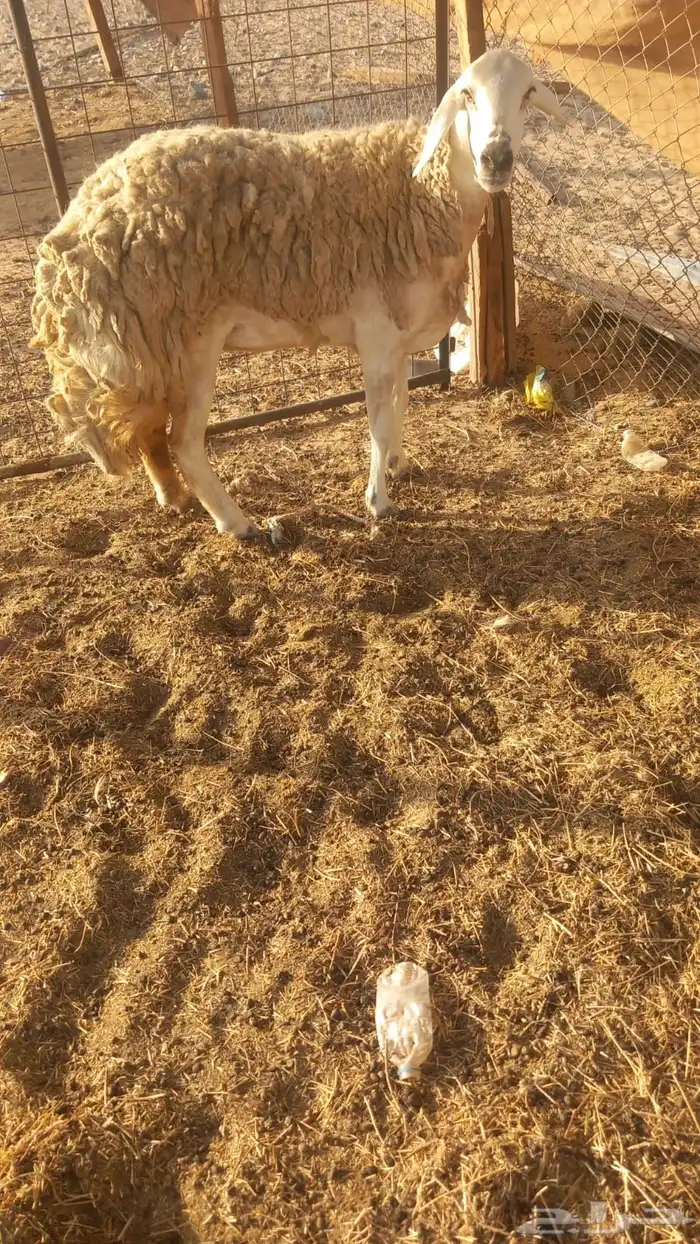 نعجة رباع صنف الصنف حرشى 1