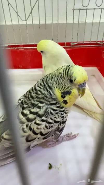 جوز بادجي جرم كبير للبيع . index