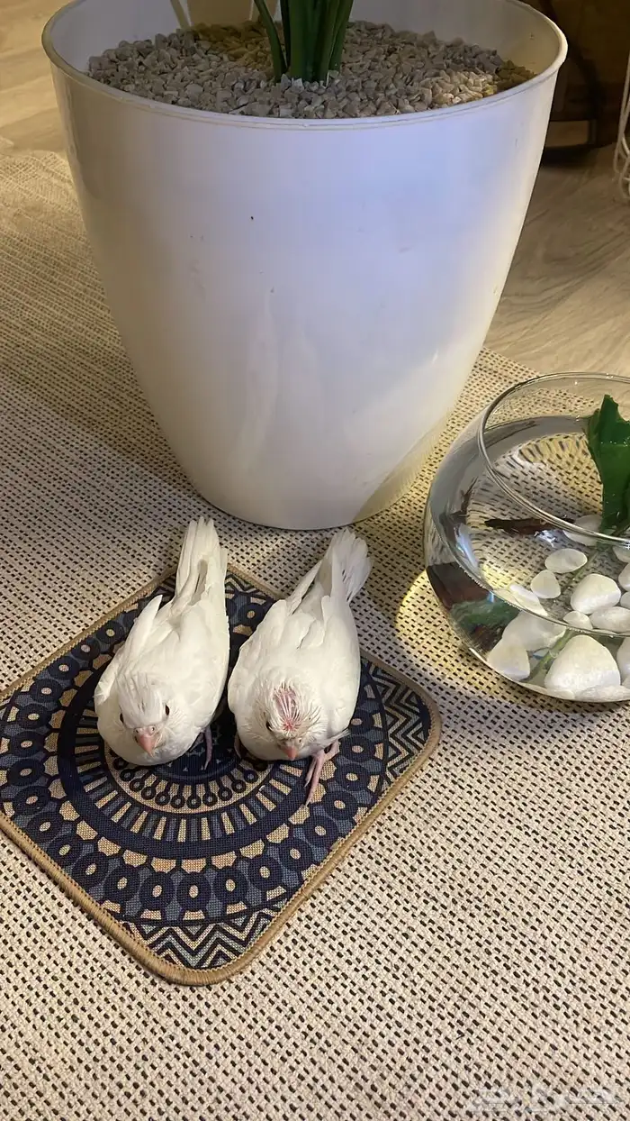 فروخ كروان البينو 0