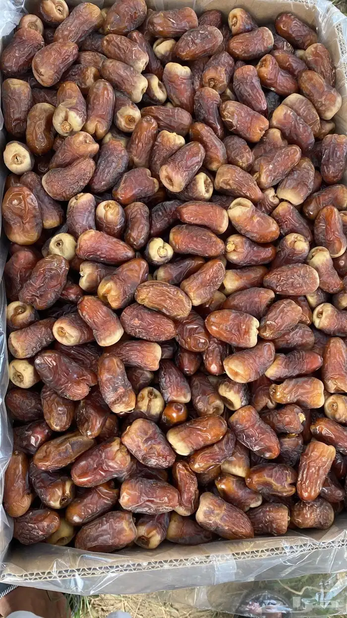 برني العيص الفاخر درجه اولى للبيع من المزرعه 2