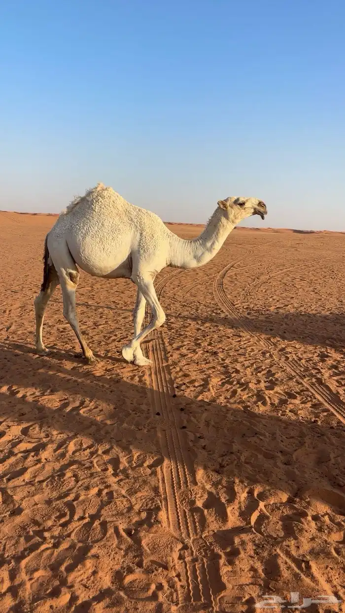 للبيع بعير اشقح منتج انتاجة طيب 8