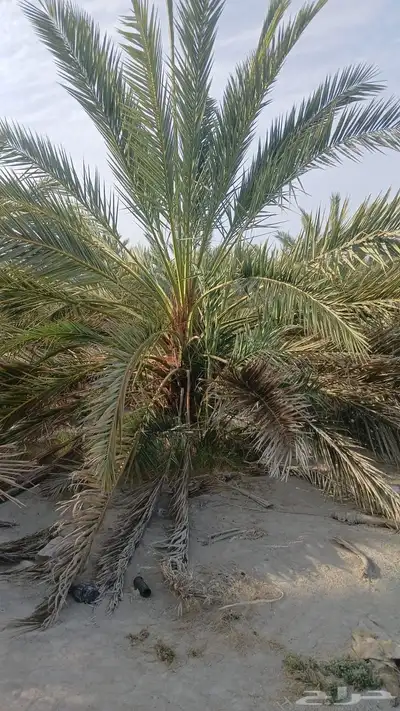 نخل للبيع index