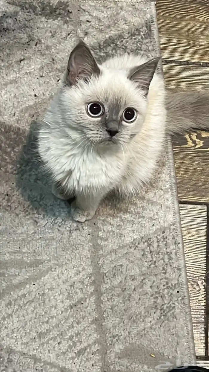 للبيع قطه هملايا انثى 2