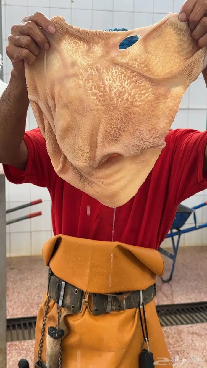 تيوس 6