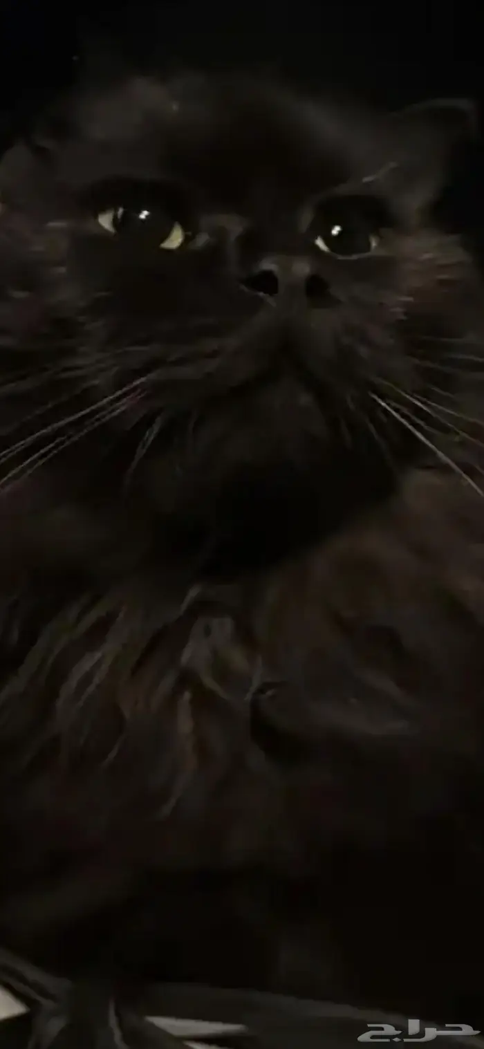 قط يطلب تزاوج 1