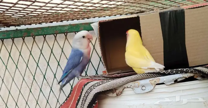 روز 3