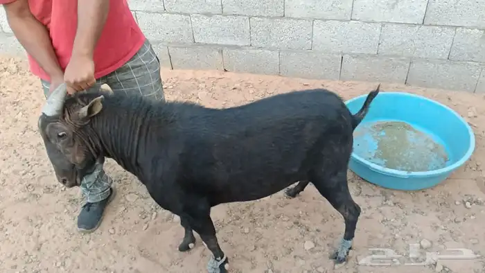 3 معزاء بيشيه وتيس مرسيانو من مزرعه النوادر بعضها متاوم 0