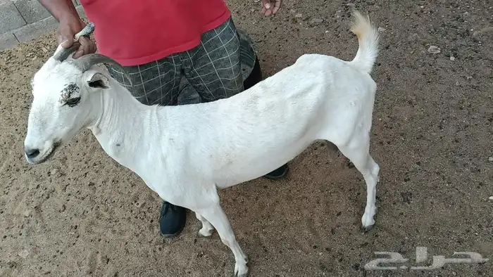 3 معزاء بيشيه وتيس مرسيانو من مزرعه النوادر بعضها متاوم 6