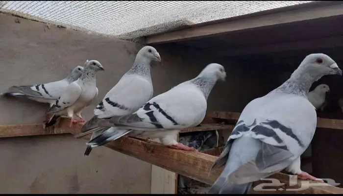 حمام زاجل ايس 0
