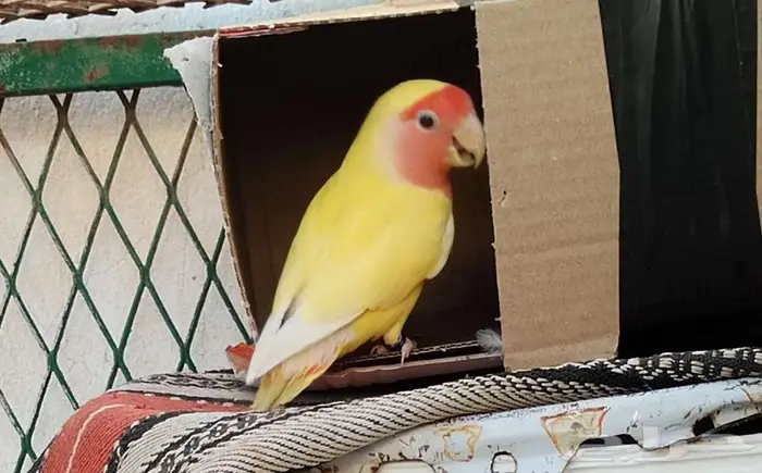 روز 1