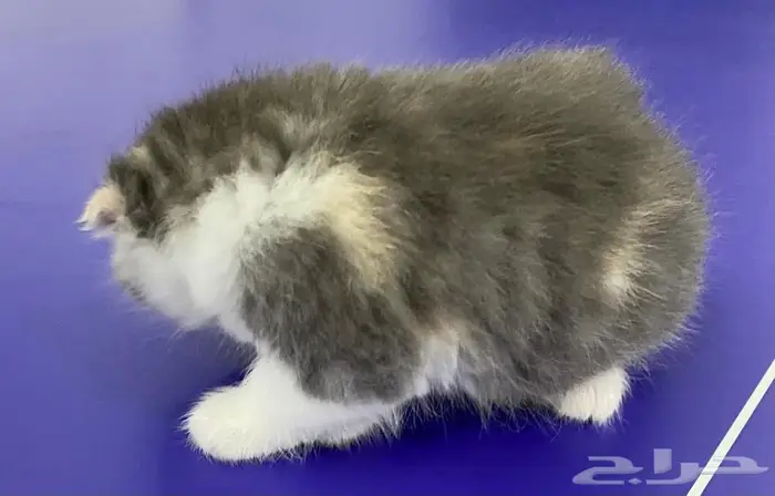 قطة للبيع 2