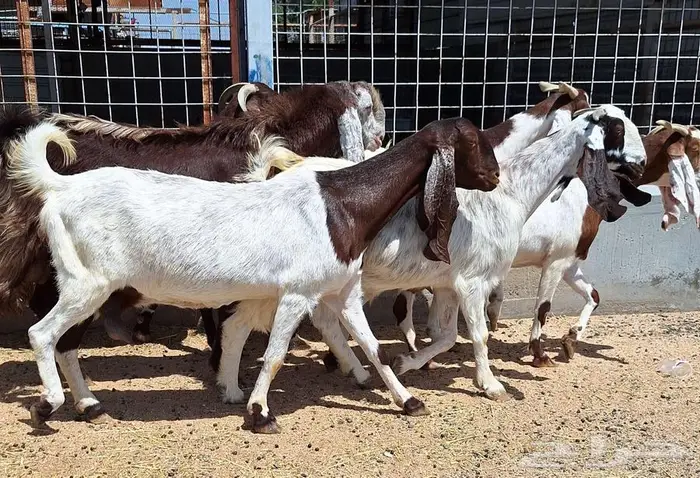 معزا مصريات منايح مشاريك طيبه العدد 11 با الفحل دفيع للقناي 6