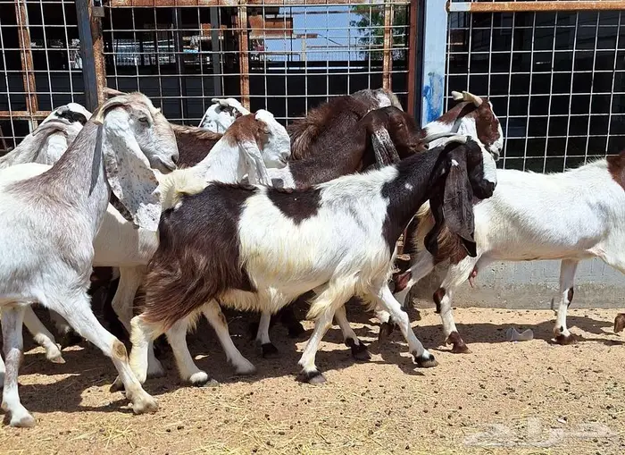 معزا مصريات منايح مشاريك طيبه العدد 11 با الفحل دفيع للقناي 4