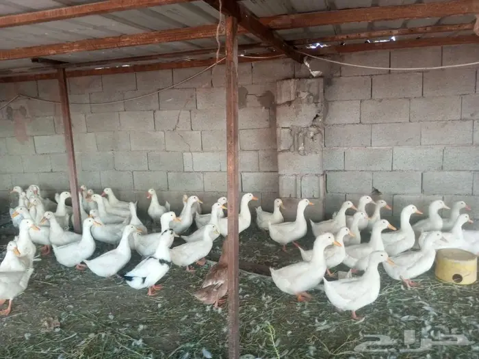 بط بكيني 0