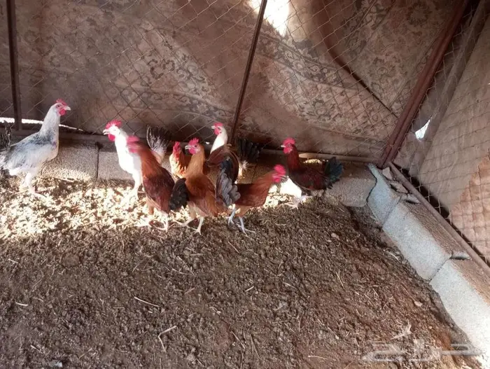 ديكه بلدي نظيف 1