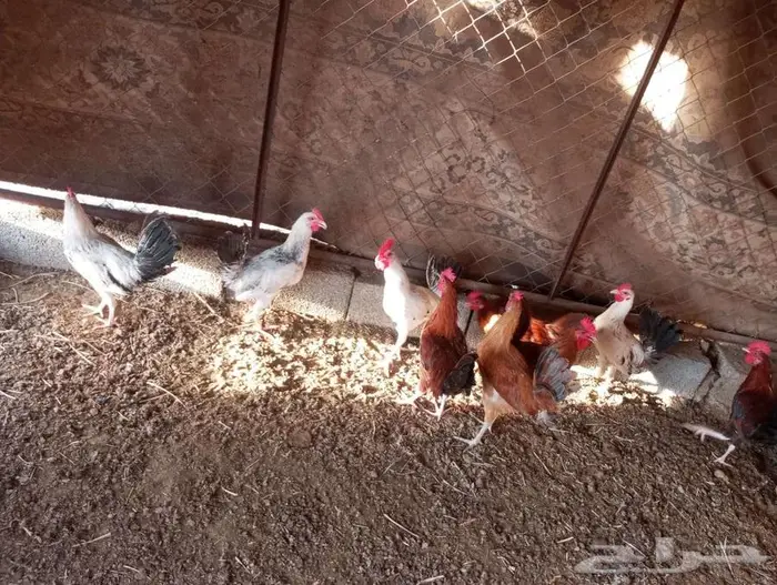 ديكه بلدي نظيف 3
