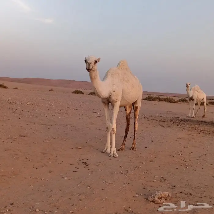 بكره و ضحه توصل خاص 0