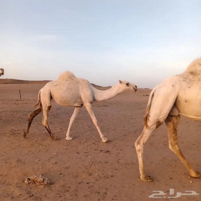 بكره و ضحه توصل خاص 2