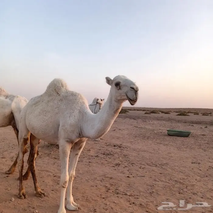 بكره و ضحه توصل خاص 1