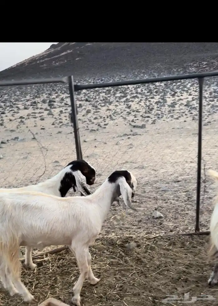 معزا للبيع 1