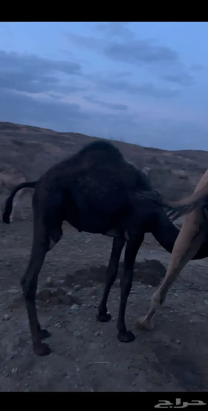قعود كفو للبيع 0