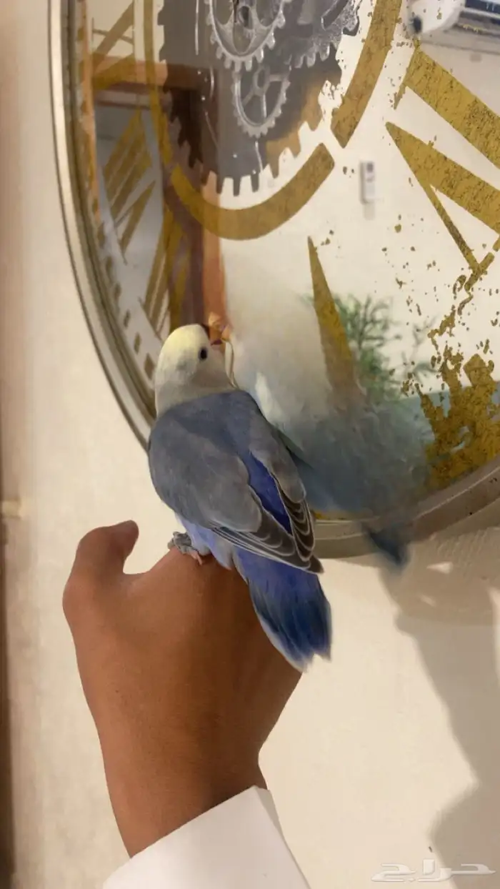 روز هدد خارجي لون مميز 4
