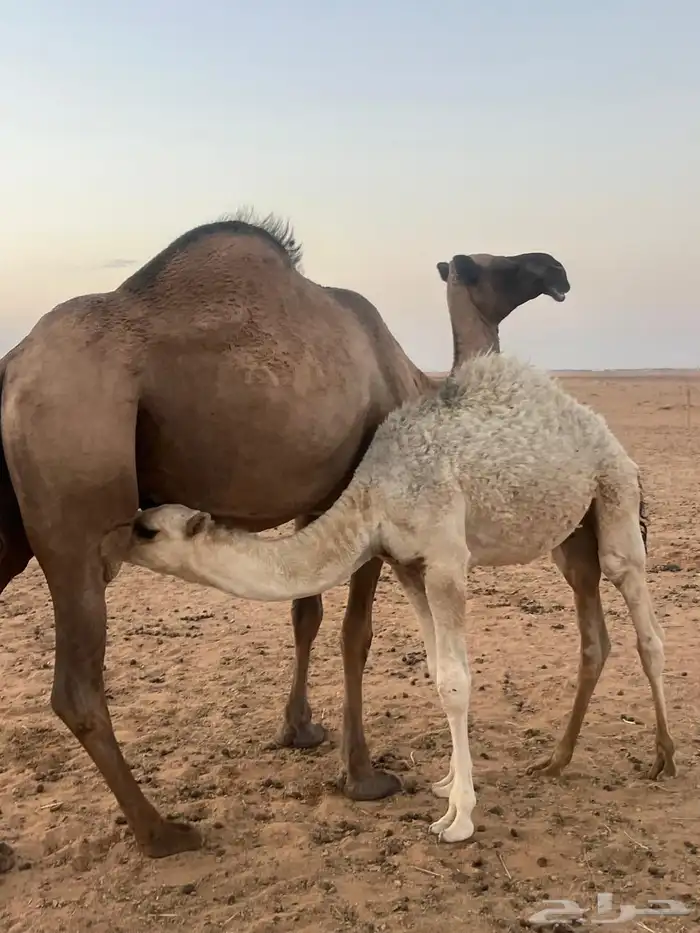 للبيع ابل 2