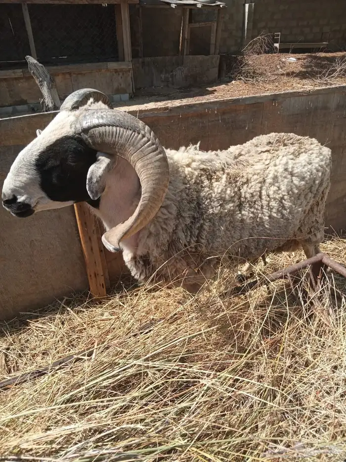 فحل سردي 0