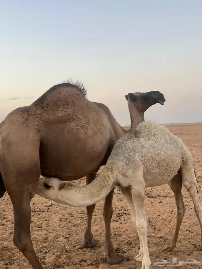 للبيع ابل 3