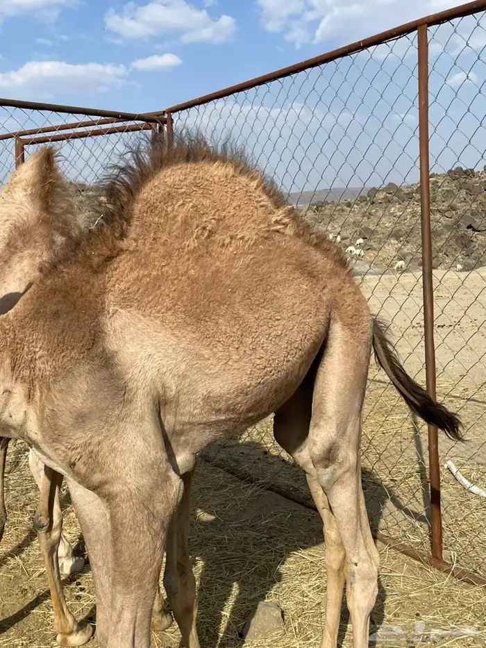 قعودين وبكره للبيع 7