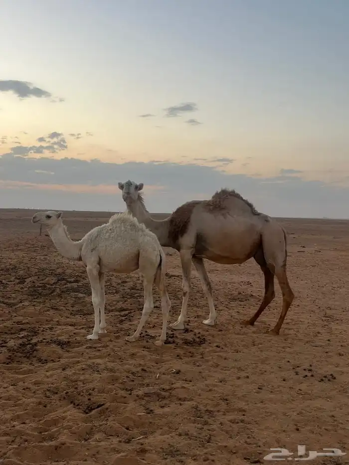 للبيع ابل 0