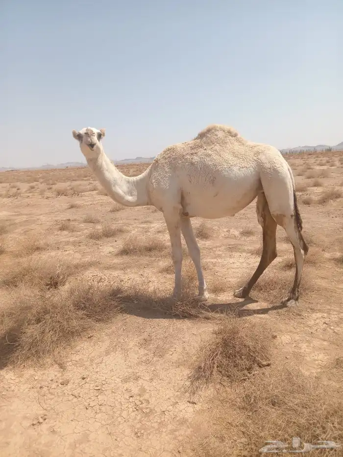 بكره لقيه طيبه 3