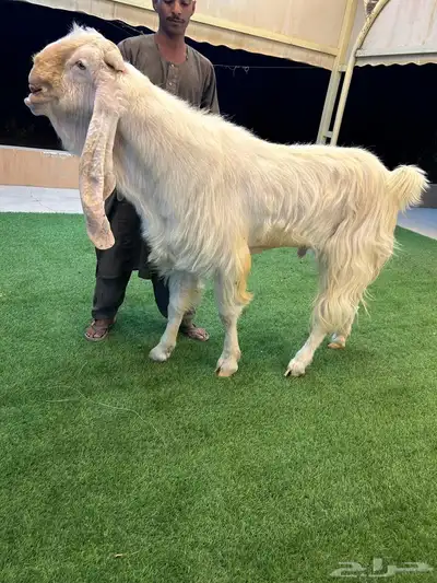 تيس مطور كفو index