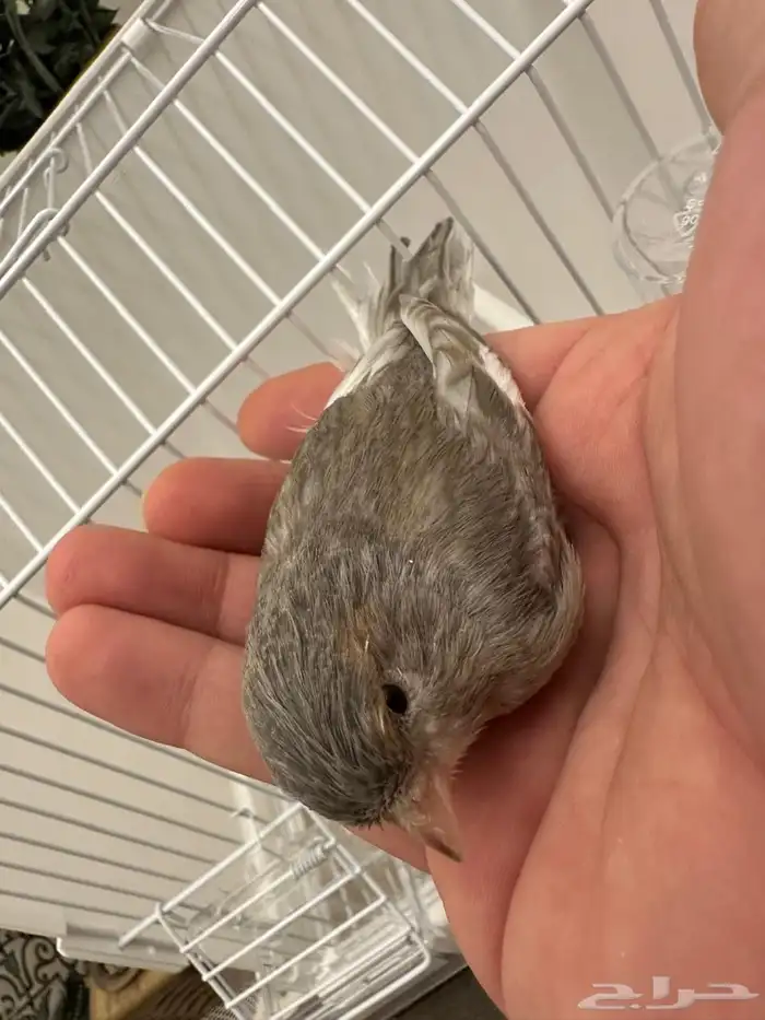 كناري جاسب تغريد 0