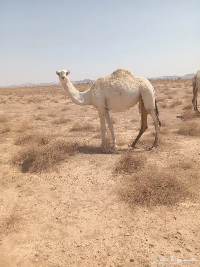 بكره لقيه طيبه 1