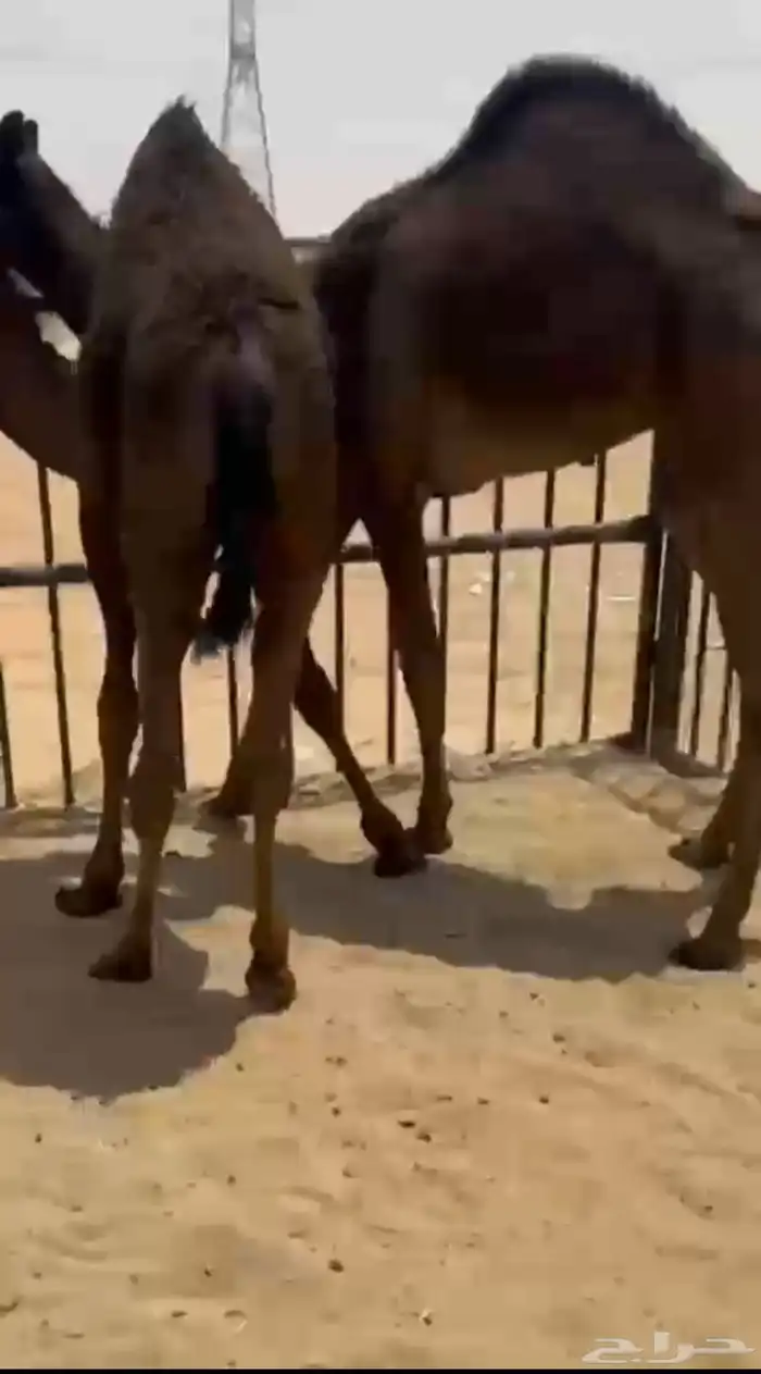 قعودين كفو زواجات ولا مبادي للبيع فل بلديه التواصل اتصال 0
