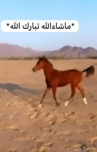 مهر شعبيه index