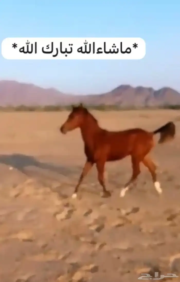 مهر شعبيه 1