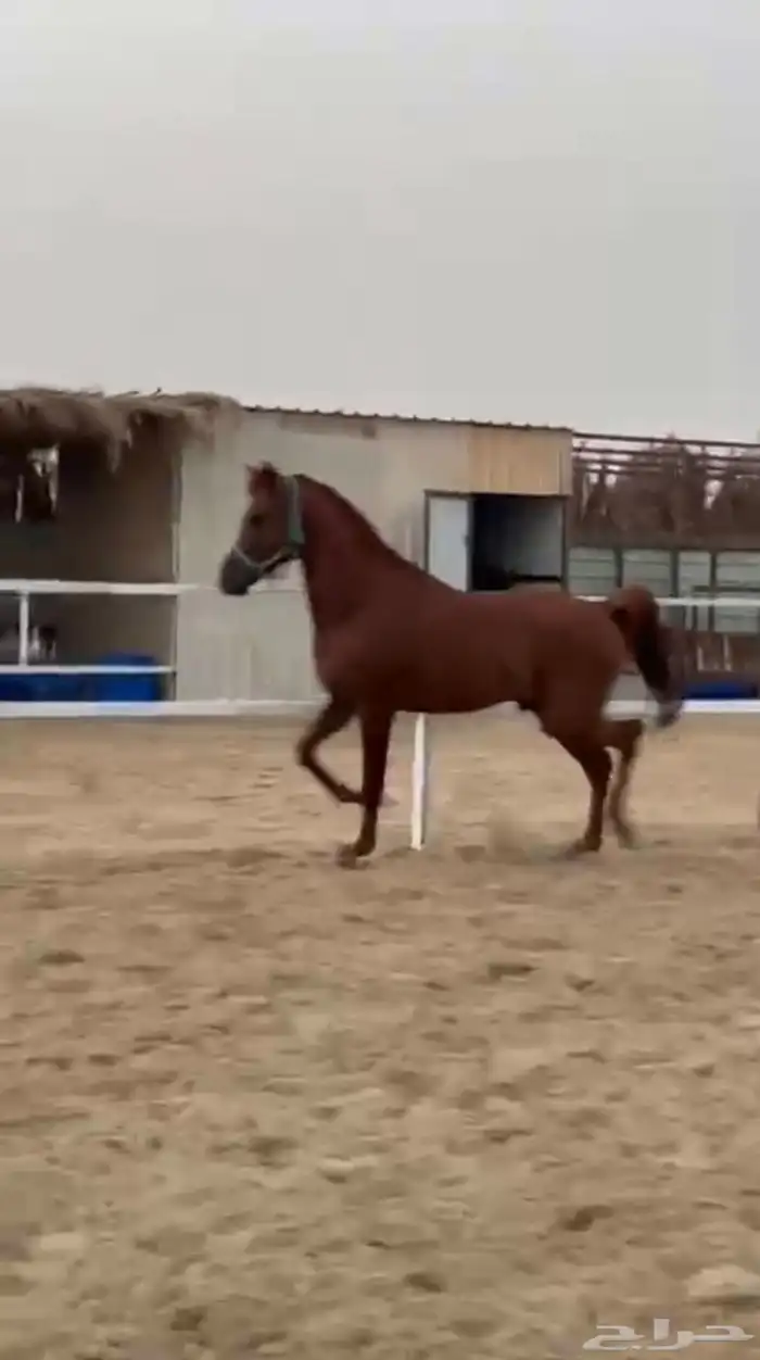 حصان شعبي 0