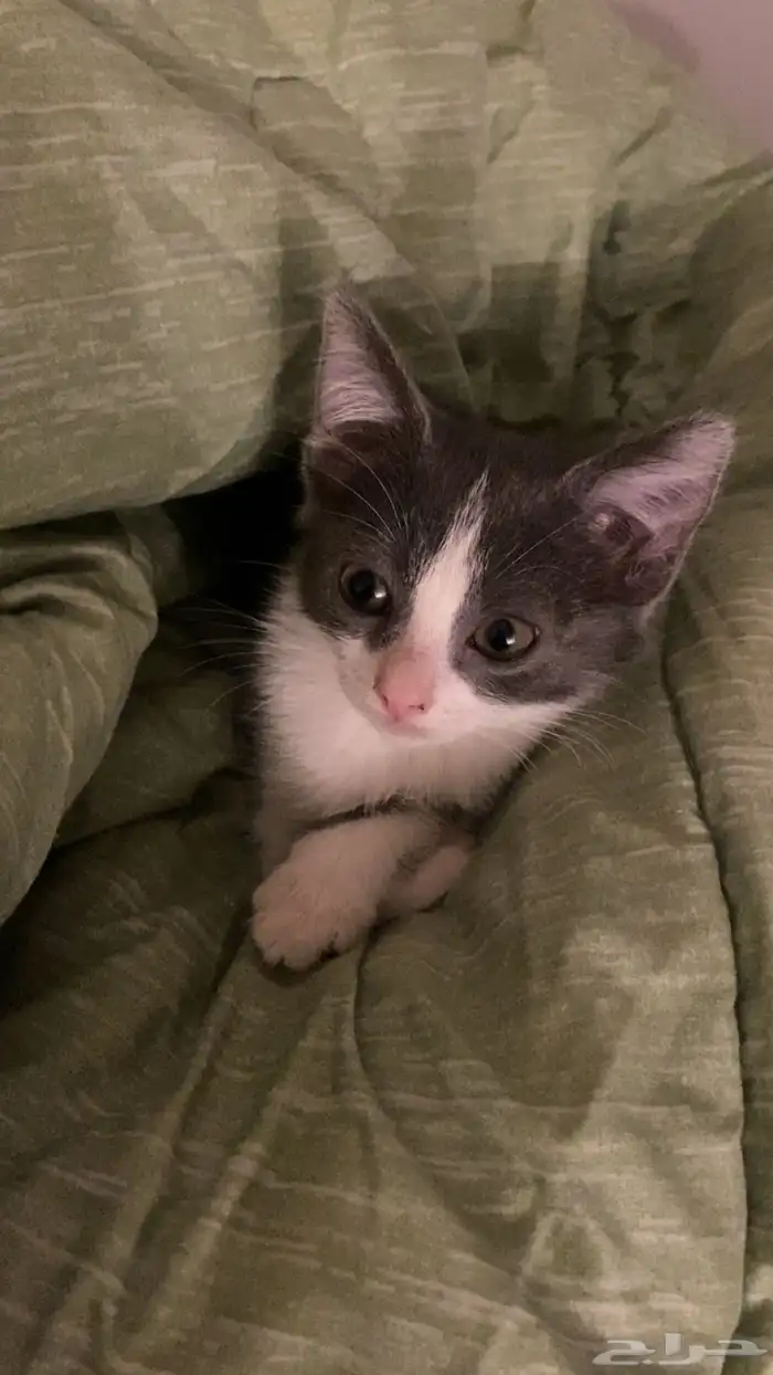 بساس صغيره تبني ( راحت ) 1