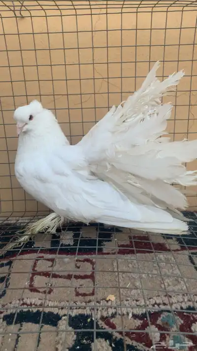 حمام رقاص امريكي للبيع index