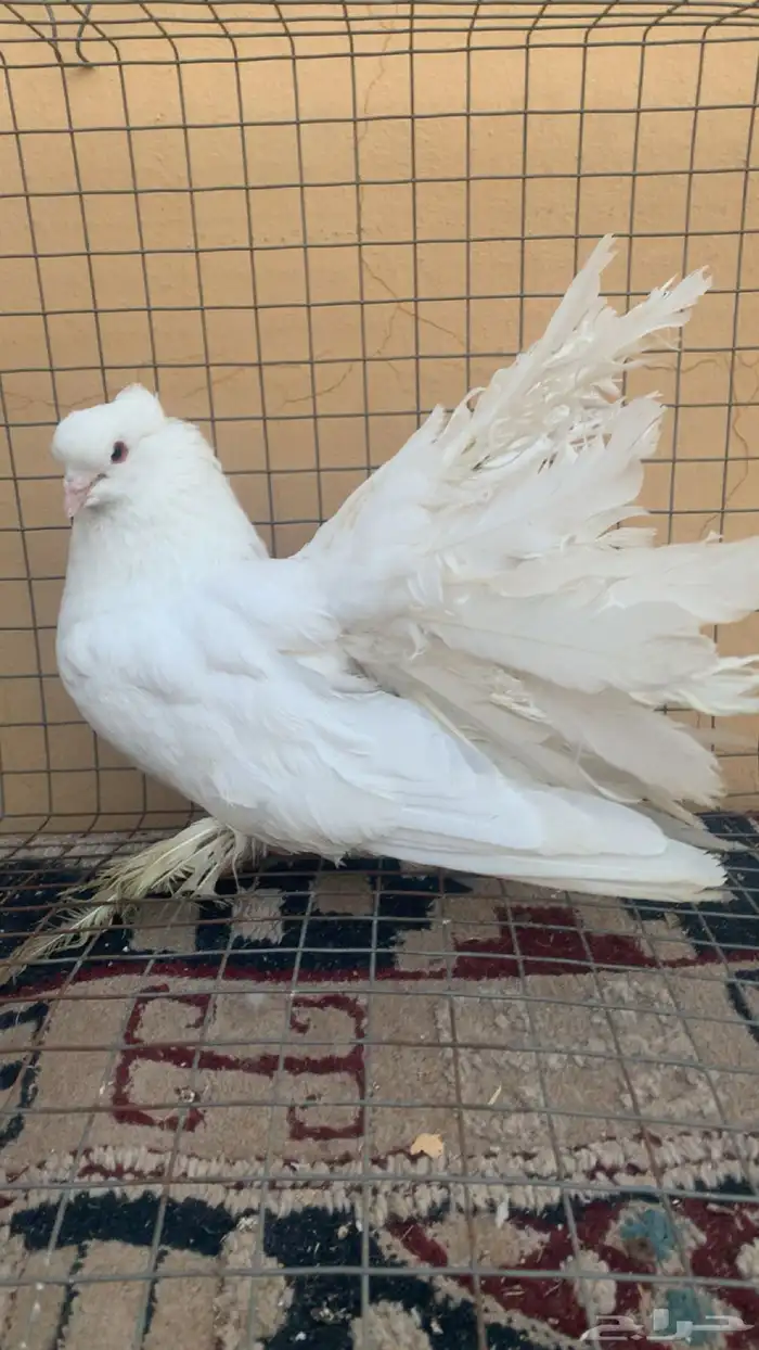 حمام رقاص امريكي للبيع 3