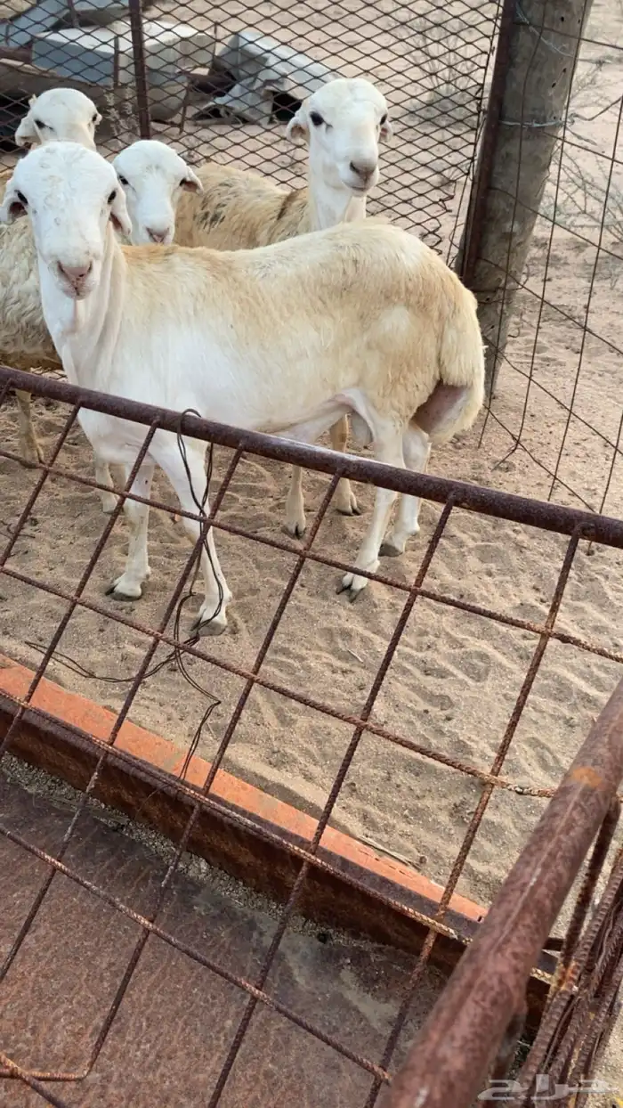 للبيع طليان دنكلي فل شحم جذاعن شرط 1
